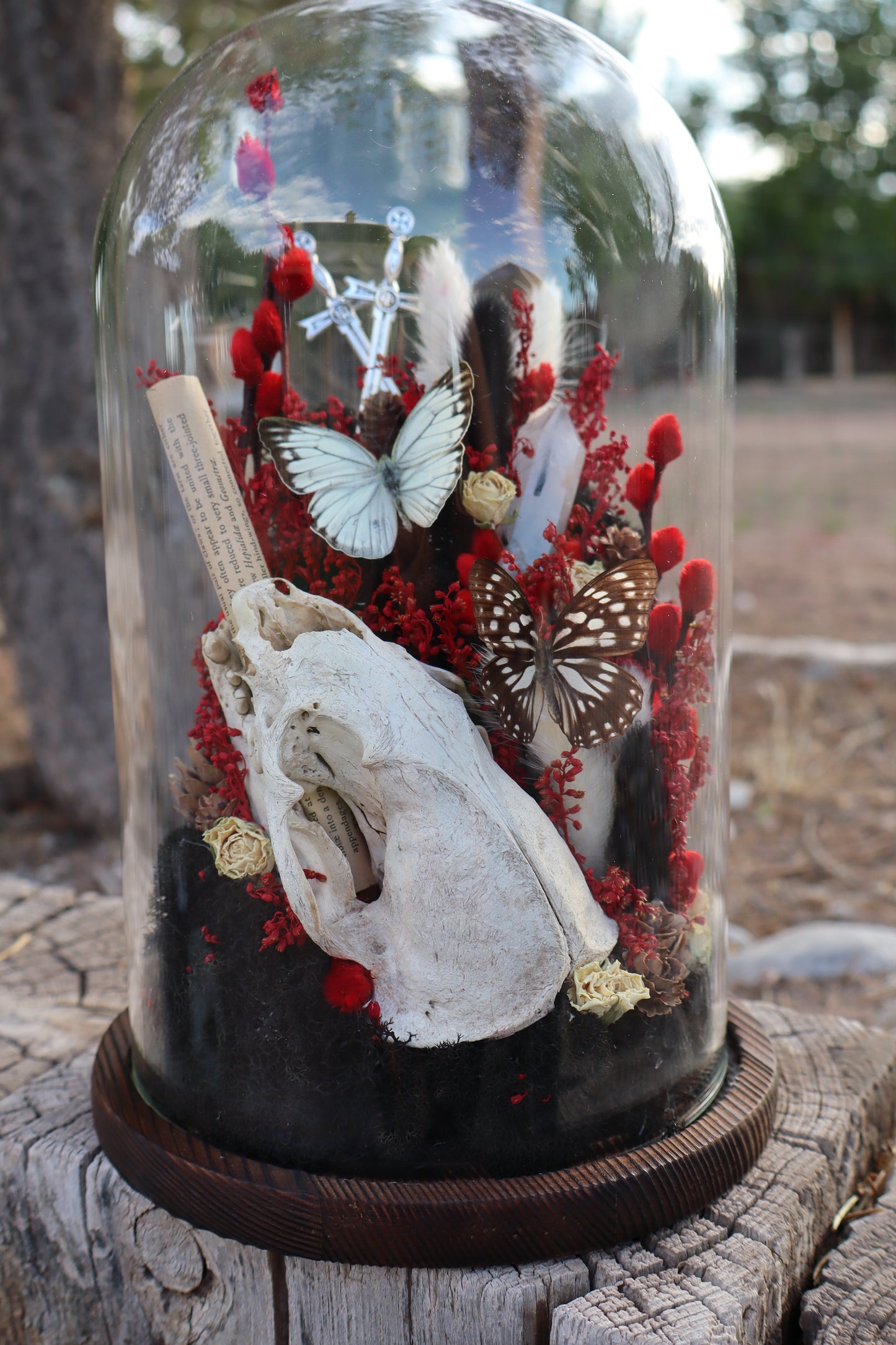 Crimson Coyote Skull Glass Dome