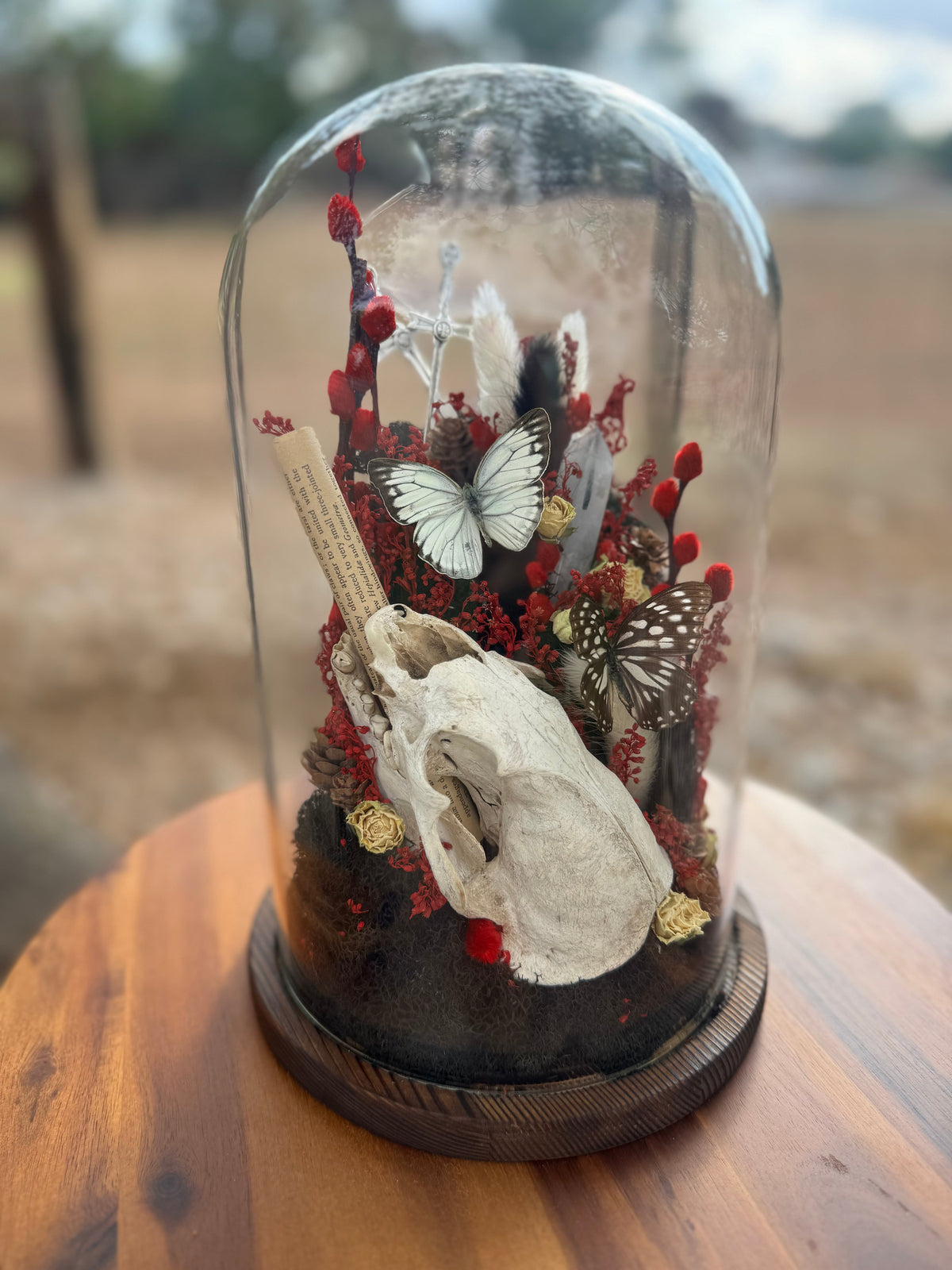Glass Dome Specimens