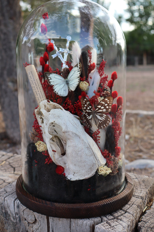Crimson Coyote Skull Glass Dome