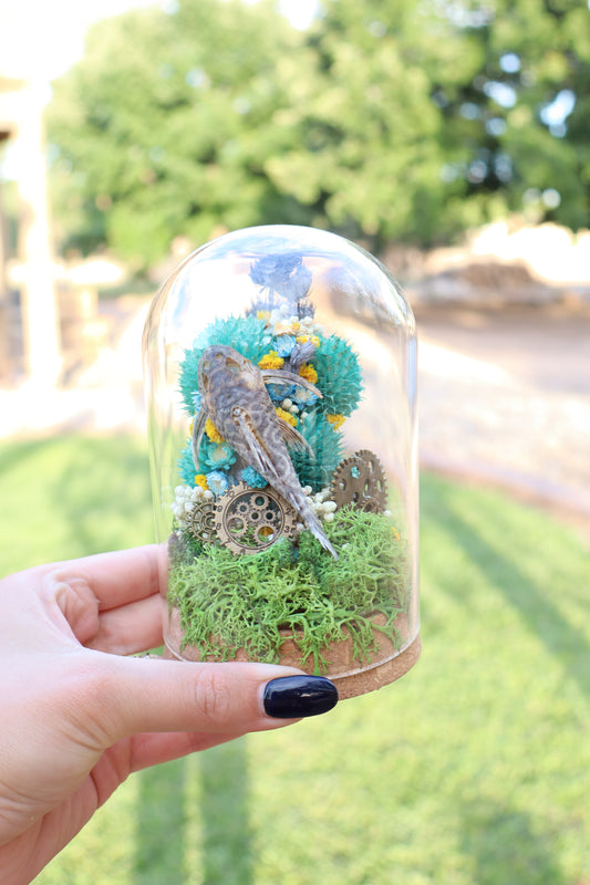 Mummified Sucker Fish Curio Dome