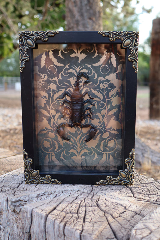 Victorian Scorpion Shadow Box