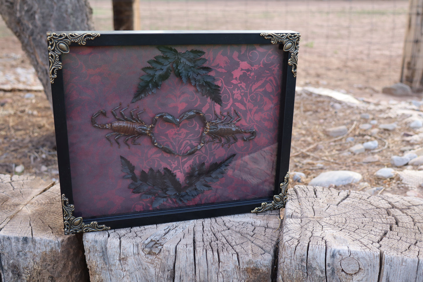 Scorpion Heart Shadow Box