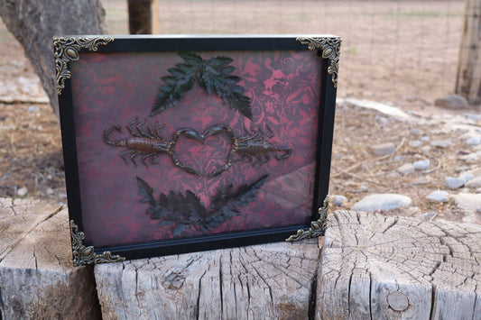 Scorpion Heart Shadow Box