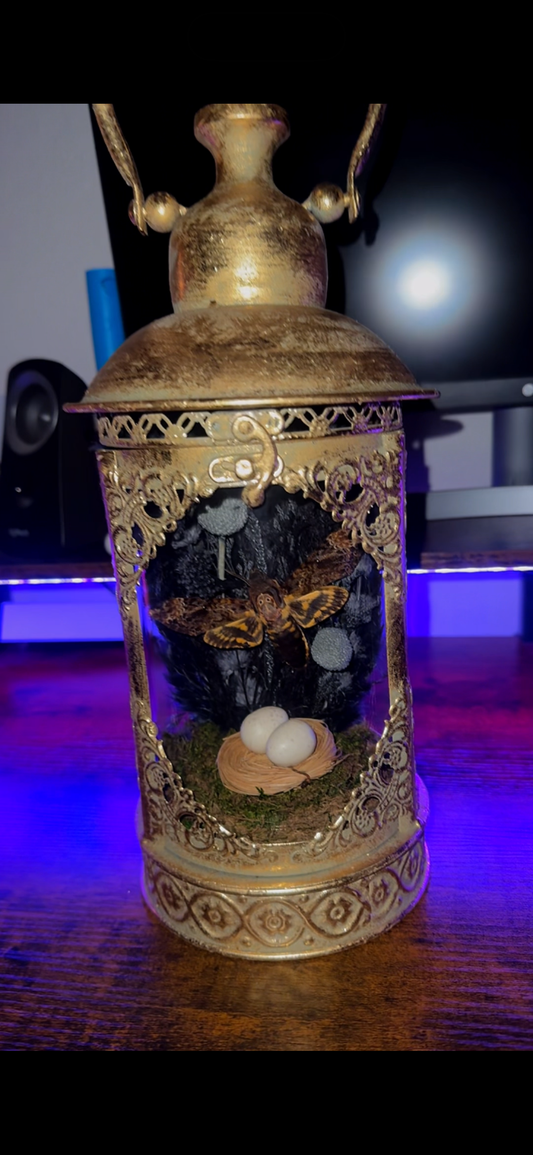 Victorian Moth Curio Lantern