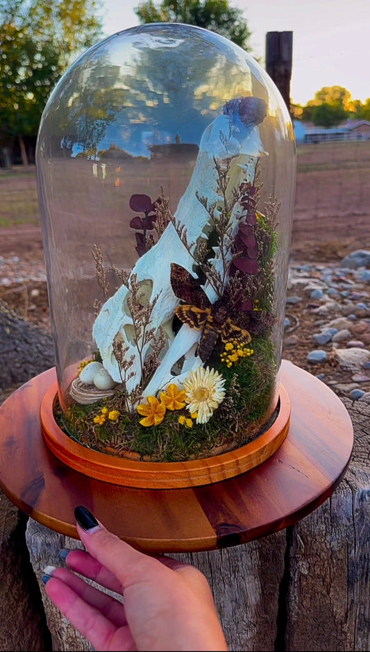 Woodland Alligator Skull Glass Dome